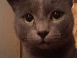 Кошки, котята Русская голубая, цена 1 Грн., Фото