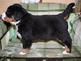 Собаки, щенята Гірський собака Берна, ціна 4500 Грн., Фото