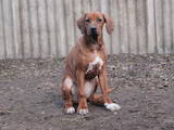 Собаки, щенята Родезійського ріджбек, ціна 40 Грн., Фото