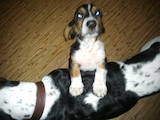 Собаки, щенята Бассет, ціна 2000 Грн., Фото