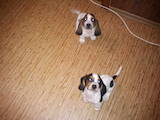Собаки, щенки Бассет, цена 2000 Грн., Фото