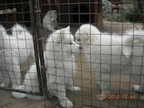 Собаки, щенки Самоед, цена 3500 Грн., Фото