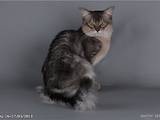 Кошки, котята Сомалийская, цена 6394.40 Грн., Фото
