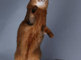 Кошки, котята Сомалийская, цена 6394.40 Грн., Фото