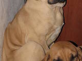 Собаки, щенки Мастино неаполетано, цена 2900 Грн., Фото
