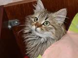 Кошки, котята Сибирская, цена 1 Грн., Фото