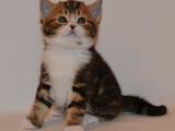 Кішки, кошенята Шотландська короткошерста, ціна 4200 Грн., Фото
