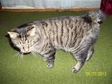 Кішки, кошенята Курильський бобтейл, ціна 800 Грн., Фото