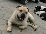 Собаки, щенки Мальоркский бульдог (Ка Де Бо), цена 10000 Грн., Фото