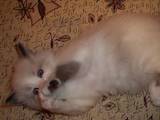 Кішки, кошенята Невськая маскарадна, ціна 600 Грн., Фото