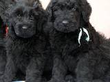 Собаки, щенки Черный терьер, цена 3600 Грн., Фото