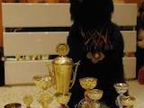 Собаки, щенята Чорний тер'єр, ціна 3600 Грн., Фото