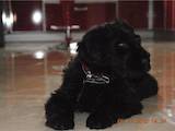 Собаки, щенята Чорний тер'єр, ціна 3600 Грн., Фото