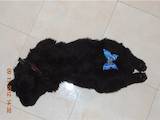 Собаки, щенки Черный терьер, цена 3600 Грн., Фото