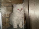 Кошки, котята Хайленд Фолд, цена 2500 Грн., Фото