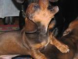 Собаки, щенята Гладкошерста мініатюрна такса, ціна 750 Грн., Фото