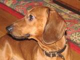 Собаки, щенята Гладкошерста мініатюрна такса, ціна 750 Грн., Фото