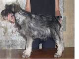 Собаки, щенята Міттельшнауцер, ціна 1000 Грн., Фото