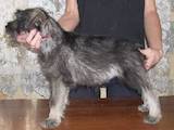 Собаки, щенята Міттельшнауцер, ціна 1000 Грн., Фото