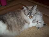 Кошки, котята Балинез, цена 500 Грн., Фото