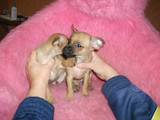 Собаки, щенки Той-пудель, цена 2200 Грн., Фото