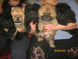 Собаки, щенки Чау-чау, цена 2000 Грн., Фото