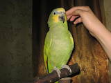 Папуги й птахи Папуги, ціна 500 Грн., Фото