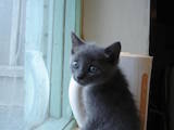 Кошки, котята Русская голубая, цена 100 Грн., Фото