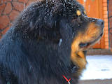 Собаки, щенята Тибетський мастиф, ціна 35000 Грн., Фото
