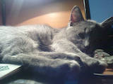 Кошки, котята Русская голубая, цена 12345 Грн., Фото