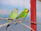 Папуги й птахи Папуги, ціна 120 Грн., Фото