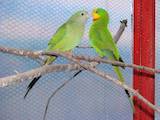 Папуги й птахи Папуги, ціна 120 Грн., Фото