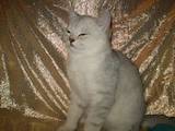 Кошки, котята Шиншилла, цена 800 Грн., Фото