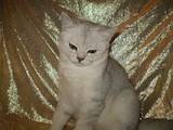 Кошки, котята Шиншилла, цена 800 Грн., Фото