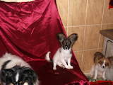 Собаки, щенята Папільон, ціна 5000 Грн., Фото