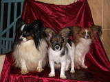 Собаки, щенята Папільон, ціна 5000 Грн., Фото