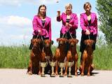 Собаки, щенята Родезійського ріджбек, ціна 8000 Грн., Фото