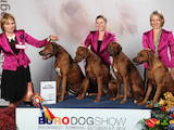 Собаки, щенки Родезийский риджбек, цена 8000 Грн., Фото