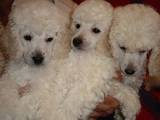 Собаки, щенки Малый пудель, цена 5000 Грн., Фото