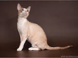 Кішки, кошенята Девон-рекс, ціна 900 Грн., Фото
