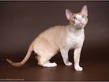 Кішки, кошенята Девон-рекс, ціна 900 Грн., Фото
