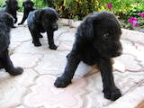 Собаки, щенки Ризеншнауцер, цена 1000 Грн., Фото
