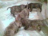Собаки, щенки Стаффордширский бультерьер, цена 150 Грн., Фото