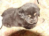 Собаки, щенята Тибетський мастиф, ціна 15.18 Грн., Фото