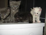 Кішки, кошенята Російська блакитна, ціна 1 Грн., Фото