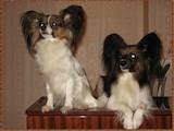 Собаки, щенята Папільон, ціна 6900 Грн., Фото
