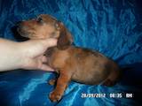 Собаки, щенки Гладкошерстная миниатюрная такса, цена 800 Грн., Фото