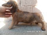 Собаки, щенята Гладкошерста мініатюрна такса, ціна 800 Грн., Фото