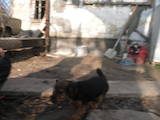 Собаки, щенки Вельштерьер, цена 3200 Грн., Фото