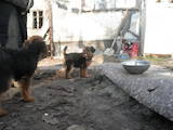 Собаки, щенята Вельштер'єр, ціна 3200 Грн., Фото